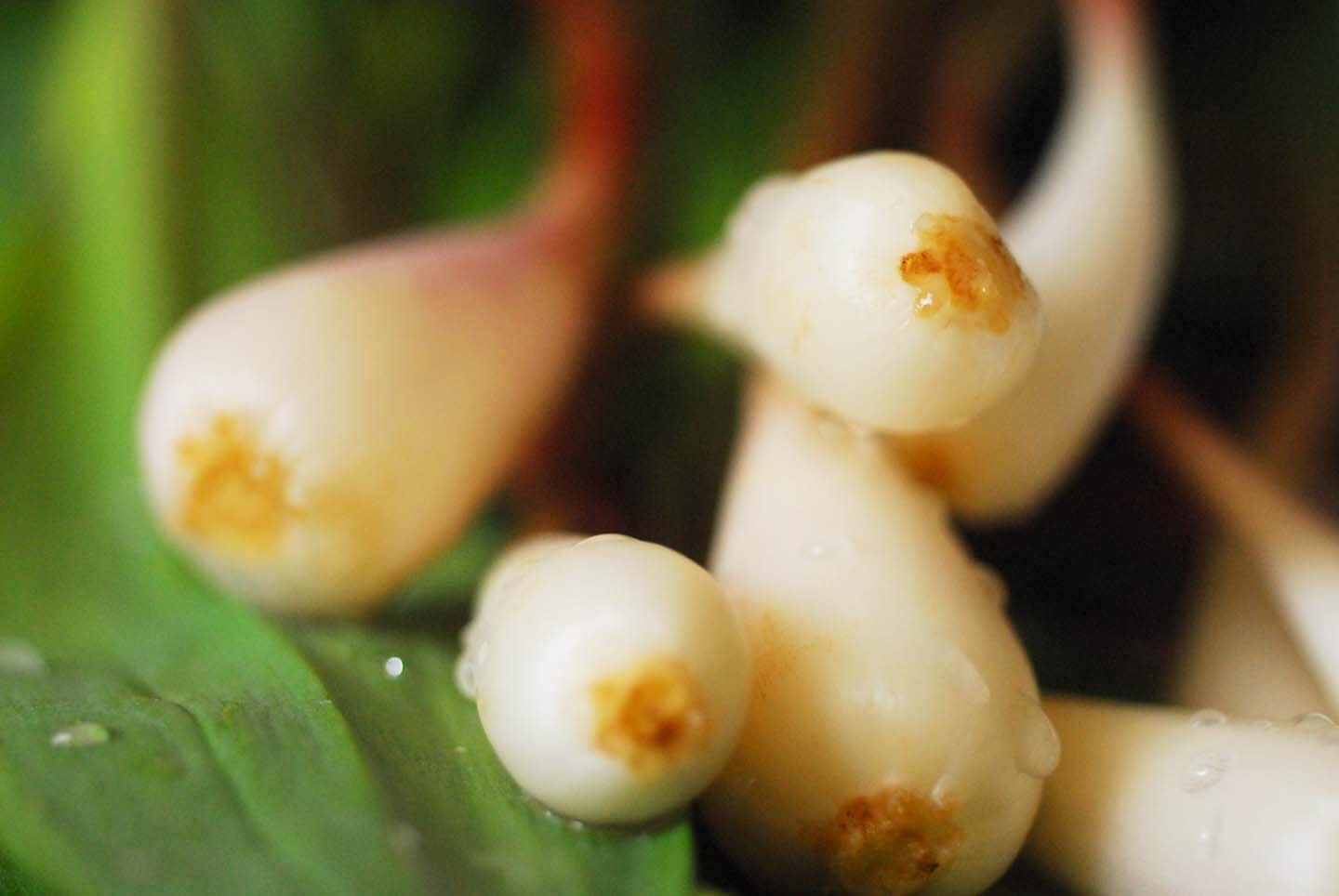 gnudi with ramps and brown-butter sauce | Homesick Texan