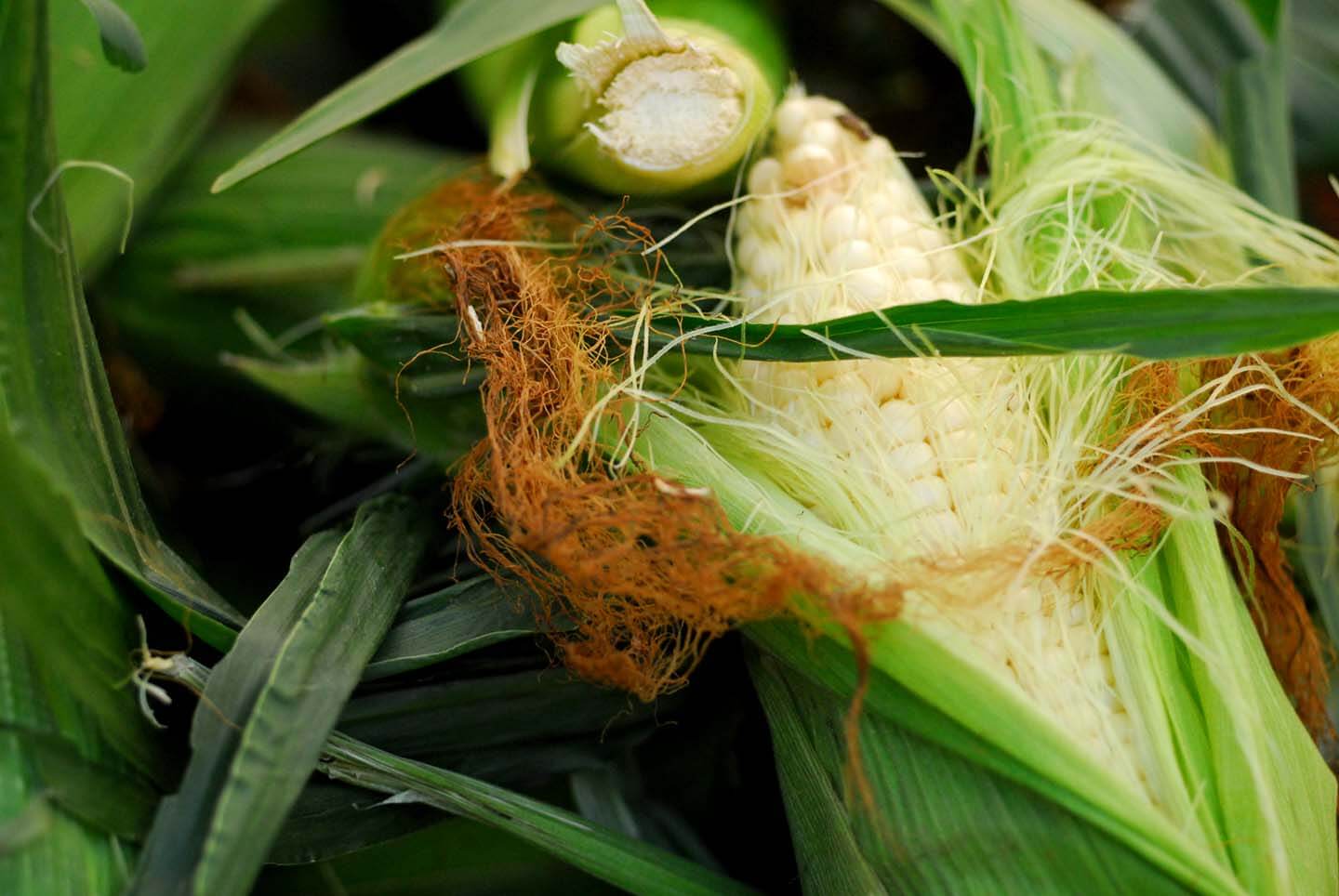 Mexican corn on the cob | Homesick Texan