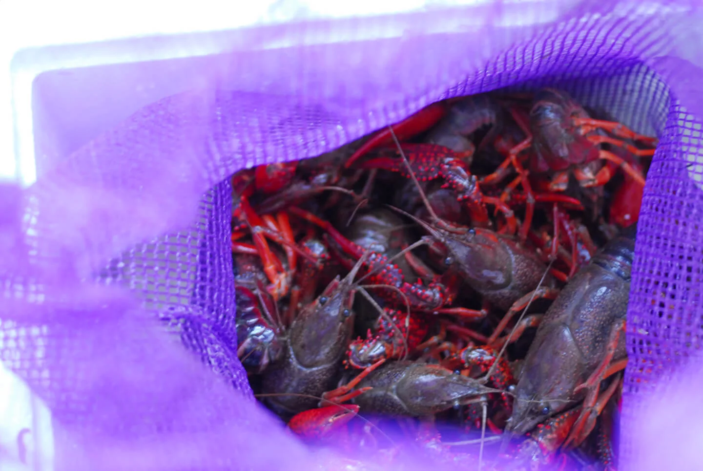 crawfish boil | Homesick Texan