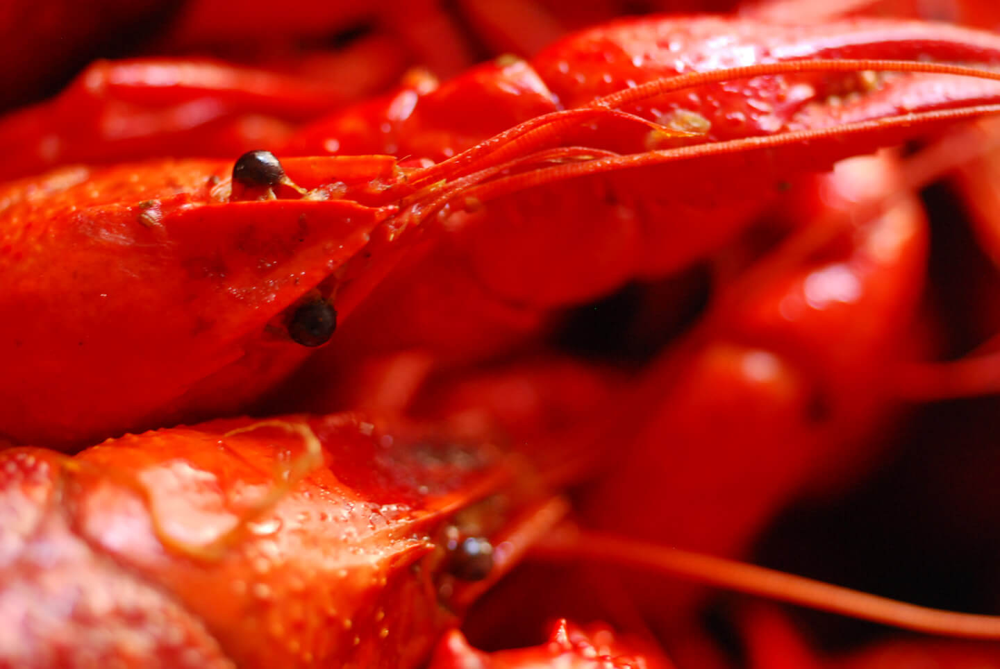 crawfish boil | Homesick Texan