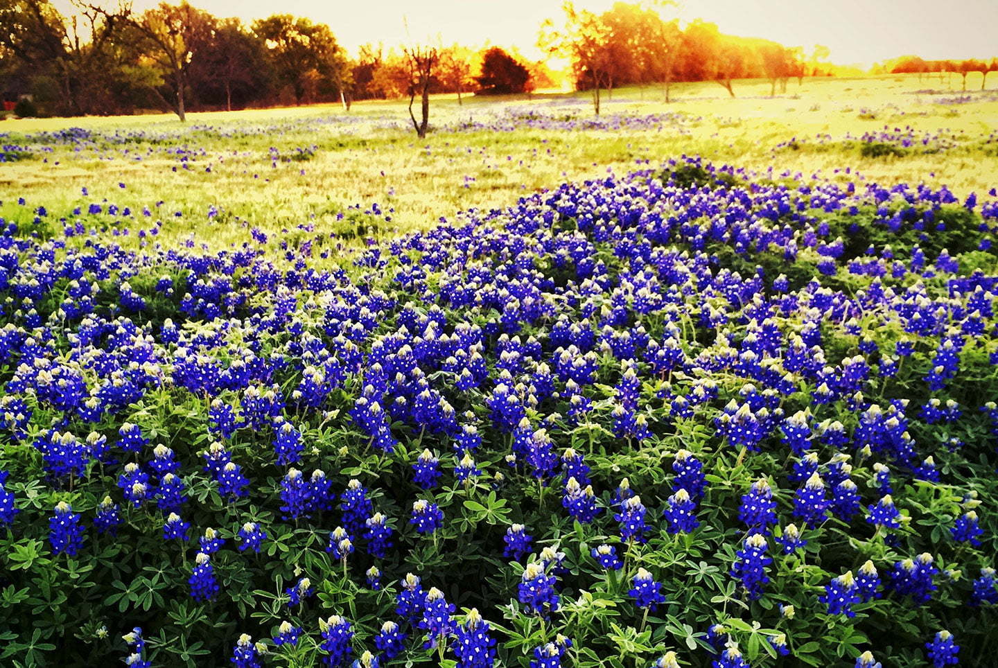 Bluebonnets IMG 0382